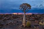 Quiver trees (kokerboom) and boulders against a fiery and stormy sky in the Giant's Playground, Keetmanshoop, Namibia, Africa
