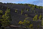 Ffir Ttrees on Volcanic Ground in Mountains, El Pilar, La Palma, Santa Cruz de Tenerife, Canary Islands