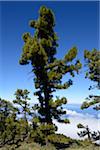 Fir Trees above Clouds on Mountain, Roque de Los Muchachos, Caldera de Taburiente National Park, La Palma, Canary Islands