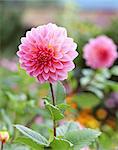 Dahlia