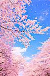 CG Image of Cherry Blossoms Blowing in the Wind