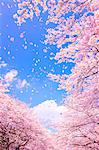 CG Image of Cherry Blossoms Blowing in the Wind