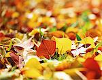 Tallow Tree Leaves on the Ground