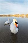 Mute Swans (Cygnus olor) on Lake, Hesse, Germany