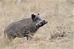 Wild Boar (Sus scrofa), Spessart, Bavaria, Germany