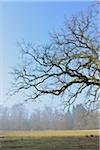 Old Common Oak Tree (Quercus robur), Spessart, Hesse, Germany