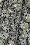 Close-up of Lichen on Oak Tree Bark, Hesse, Germany