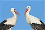 Portrait of White Storks (Ciconia ciconia), Hesse, Germany