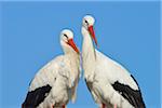 White Storks (Ciconia ciconia), Hesse, Germany