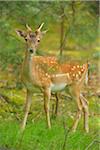 Portrait of Fallow Deer (Dama dama) Buck in Summer, Hesse, Germany