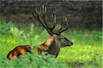 Male Red Deer (Cervus elaphus), Lower Saxony, Germany