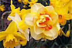 Narcissus (plant) (Various common names including daffodil, narcissus and jonquil)