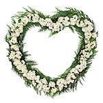 Hawthorn flower blossom heart shaped wreath over white background. Crataegus.