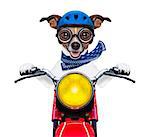 motorbike dog at speed with helmet and crazy glasses