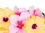 close up border of colorful  hibiscus flowers isolated on white background