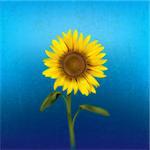 abstract grunge floral illustration with sunflower on blue background