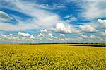 Thisis a rural spring landscape with ripe field. Yelow bright field and blue sky are  life-asserting.