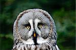 This is siberian gray owl. It is raptorial nocturnal bird.