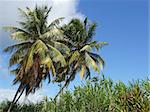 Palm Trees and Cane, Guadeloupe, Caribbean