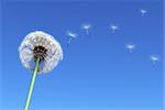 dandelion and some flying seeds carried by the wind on a blue sky as background