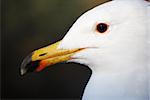 close up seagull