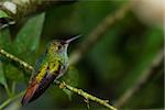 beautiful rufous tailed humming bird in the rainforest of Belize