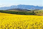 Agricultural land with canola flowers overlooking snow capped mountain range
