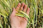 hand with green barley