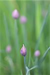 Close-up of a beautiful chive bud. Shallow dof