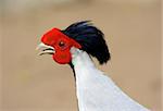 beautiful male Silver Pheasant (Lophura nycthemera) possing the head shot photo