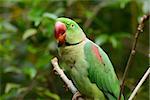 beautiful male Alexandrine Parakeet (Psittacula eupatria) in Thai forest