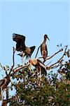 breeding colony of Painted Stork (Mycteria leucocephala) in Thai forest