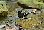 beautiful White-crowned Forktail (Enicurus leschenaulti) in Thai forest