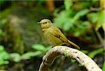 beautiful female Rufous-bellied Niltava (Niltava sundara) in Thai forest