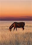 Horse grazing in pasture at sunset