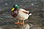 male mallard duck ( Anas platyrhynchos ) standing on frozen surface of the lake