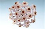 Flower ball is situated against the blu and white backgtound.  Hoya is a tropical plant also cultivated in the houses.