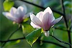 This is blooming magnolia in the botanical garden. The flower is big, lightpink, with nerved  petal.