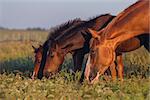 Mare and foals graze on the field early in the morning