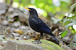 beautiful blue whistling thrush (Myiophoneus caeruleus) in Thai forest