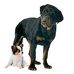 papillon puppy and rottweiler in front of white background