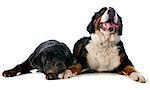 portrait of a purebred bernese mountain dog and rottweiler in front of white background