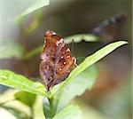 bright exotic butterfly on a green background