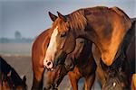 Portrait of red horse in the herd on the farm