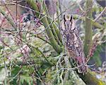 Long Eared Owl (Asio otus) in a tree