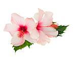 two pink  hibiscus flowers with leaves  isolated on white background