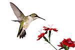 hummingbird spreads her tail over three red dianthus; white background