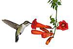 ruby throated hummingbird sips nectar from a trumpet vine
