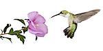 hummingbird floats backwards from a  pink rose of sharon flower; profile view; wings spread back; tail fluffed; white background