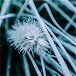 Close-up of hoarfrost grass on a cold sunny morning winter day